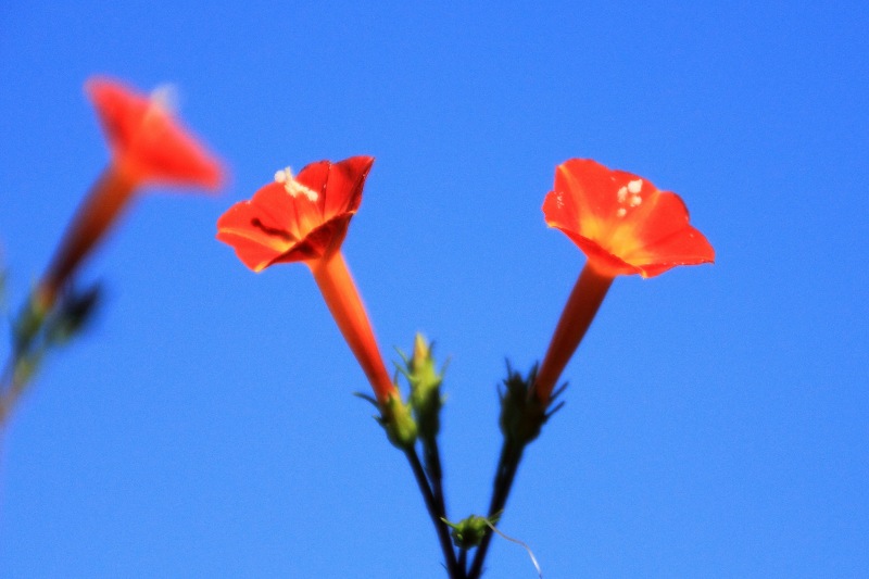 明日香の秋の花_13・丸葉留紅草.jpg