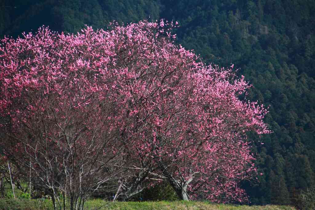 明日香村_010.jpg