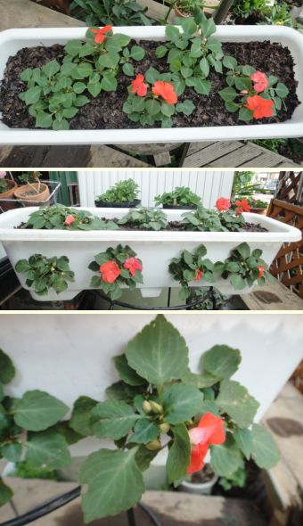 インパチェンスの定植後の様子