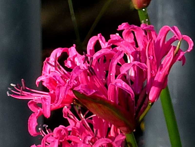 2ページ目の 今咲いている花 Gazengamaのブログ 散歩中に出合った花と趣味の陶芸作品 楽天ブログ