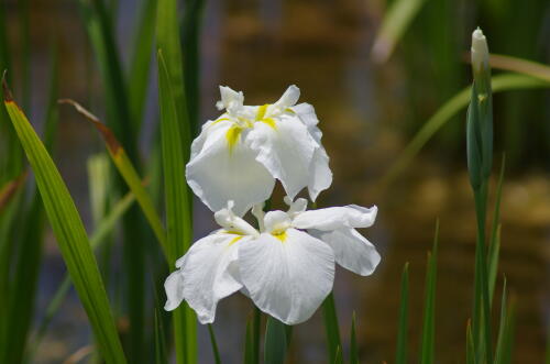 小岩菖蒲園にて