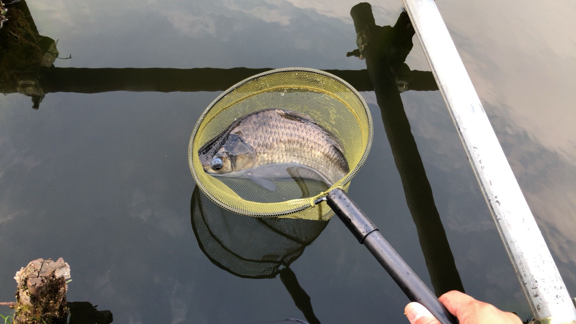 グルテンセットの底釣り ヘラブナ釣り 鯉釣り 楽天ブログ