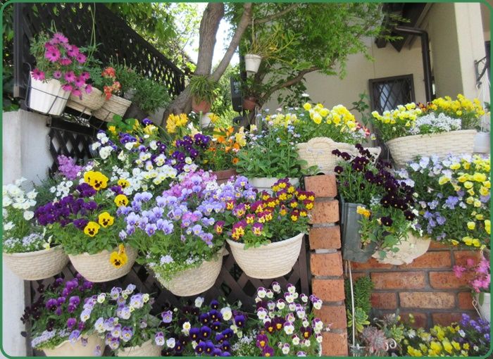 春爛漫 ビオラから可愛いシレネ花壇に移行中 狭い庭を花いっぱいにする育て方 楽天ブログ