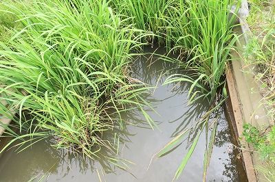 霞ヶ浦 タナゴポイント巡り トラ吉 のんびりタナゴ日記 楽天ブログ