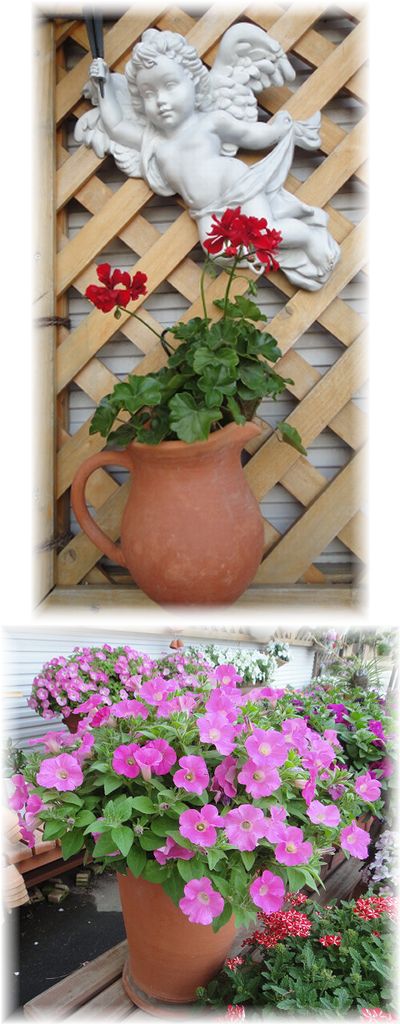 アイビーゼラニウムとショックウエーブピンク