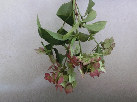 紫陽花のドライ