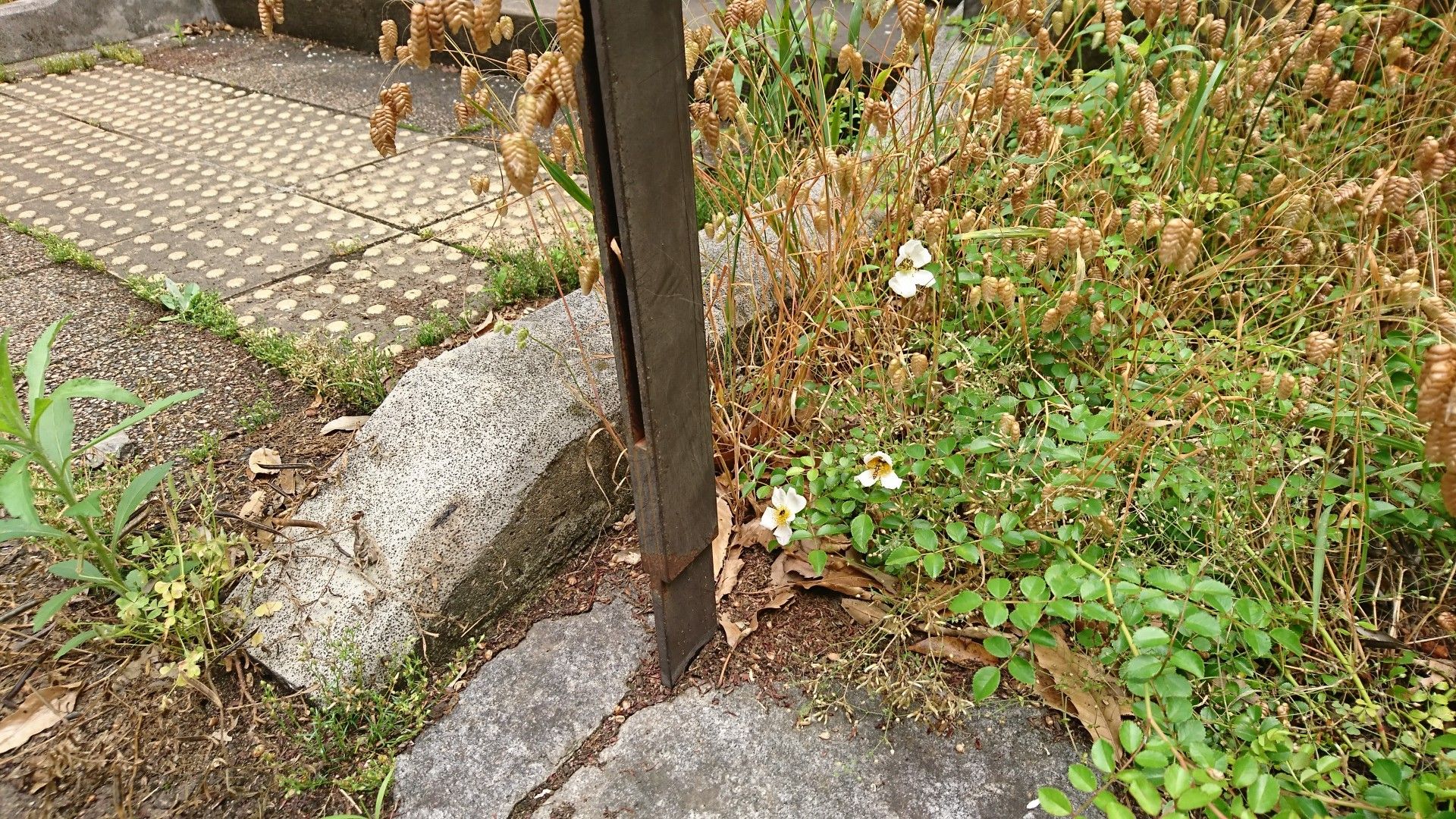20200527赤羽自然観察公園オープン | しょう328533のブログ - 楽天ブログ