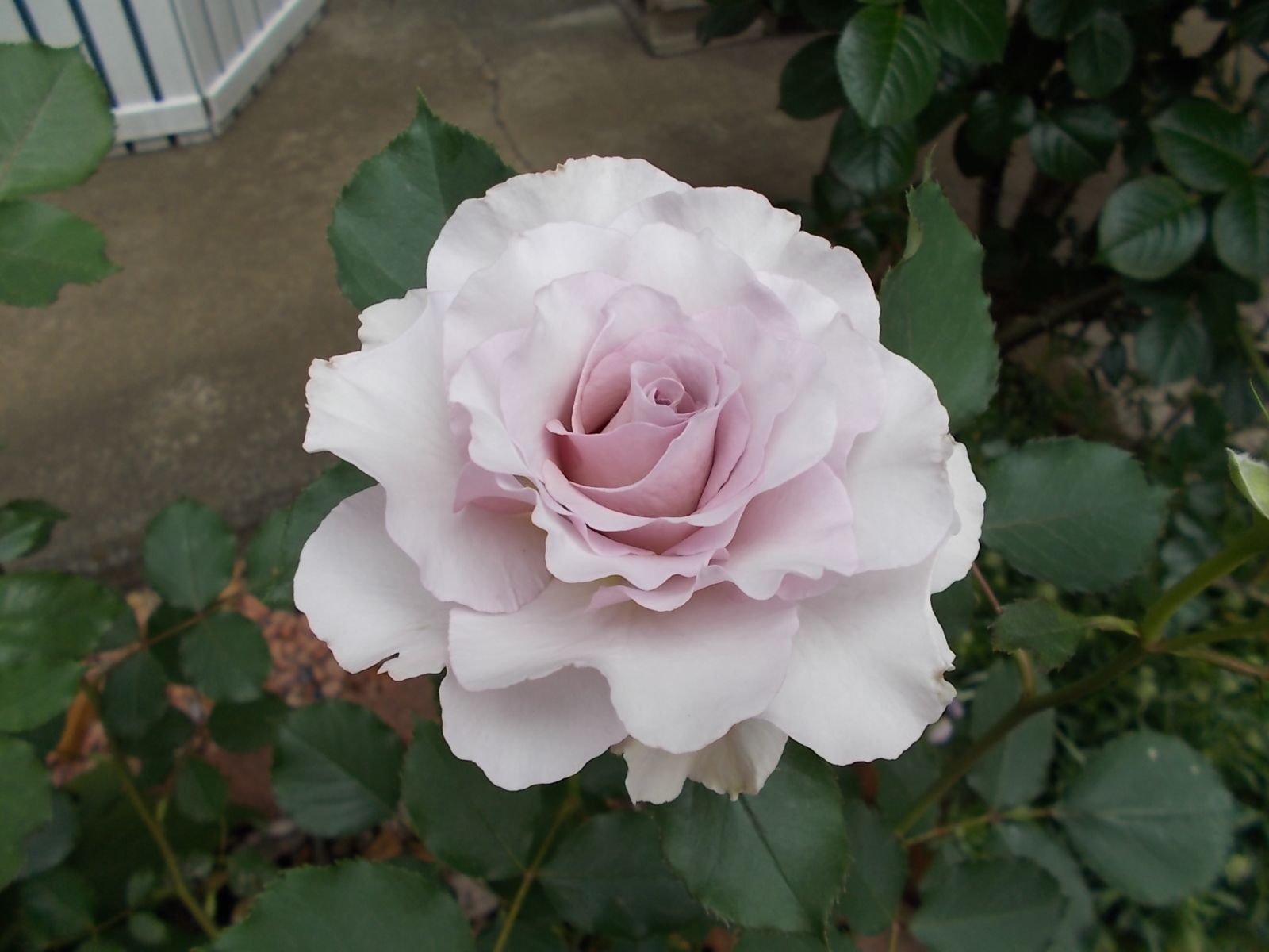 ニューウェーブの剪定 バラを咲かせることが好き 楽天ブログ