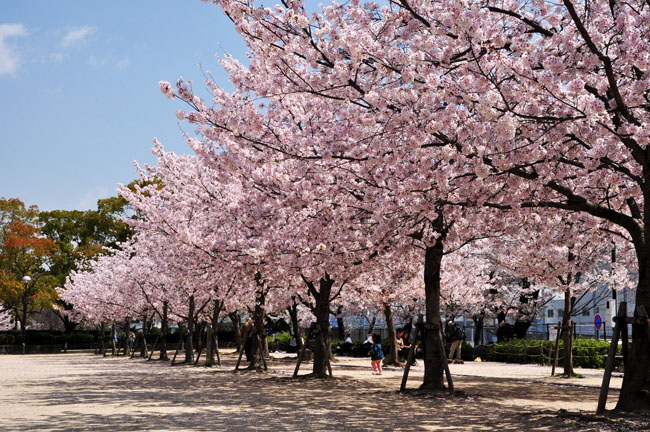 桜５
