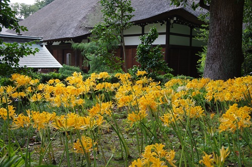 西方寺の彼岸花