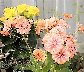 ベゴニアとレウィシア 花がら 花茎を切る こじんまりベランダ園芸やってます ﾟ 楽天ブログ