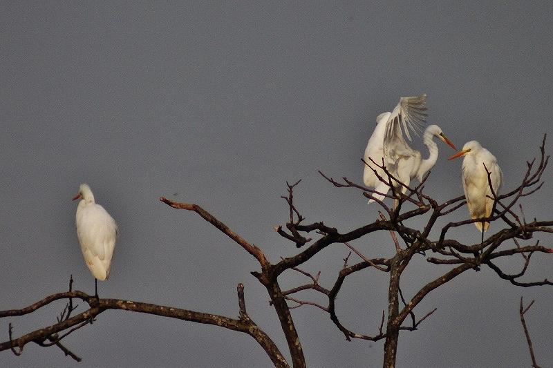 IMG_5487 (800x533).jpg