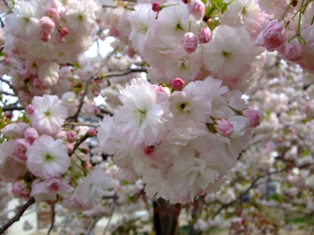 DSCF6398.JPG