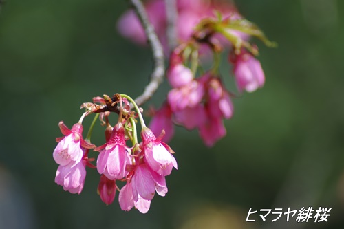 ヒマラヤ緋桜