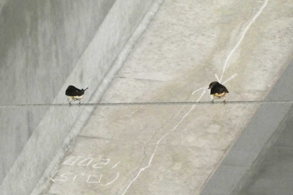 515