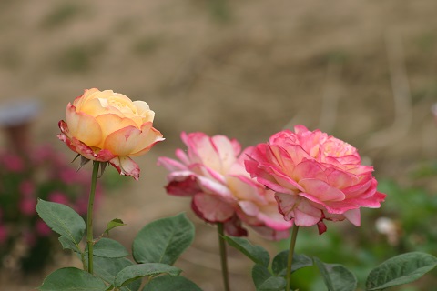 IMG_4220.JPG