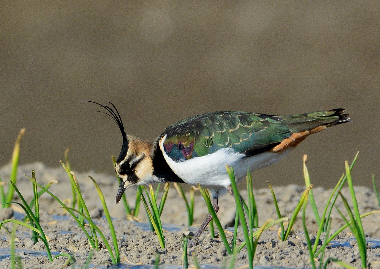 タゲリ３