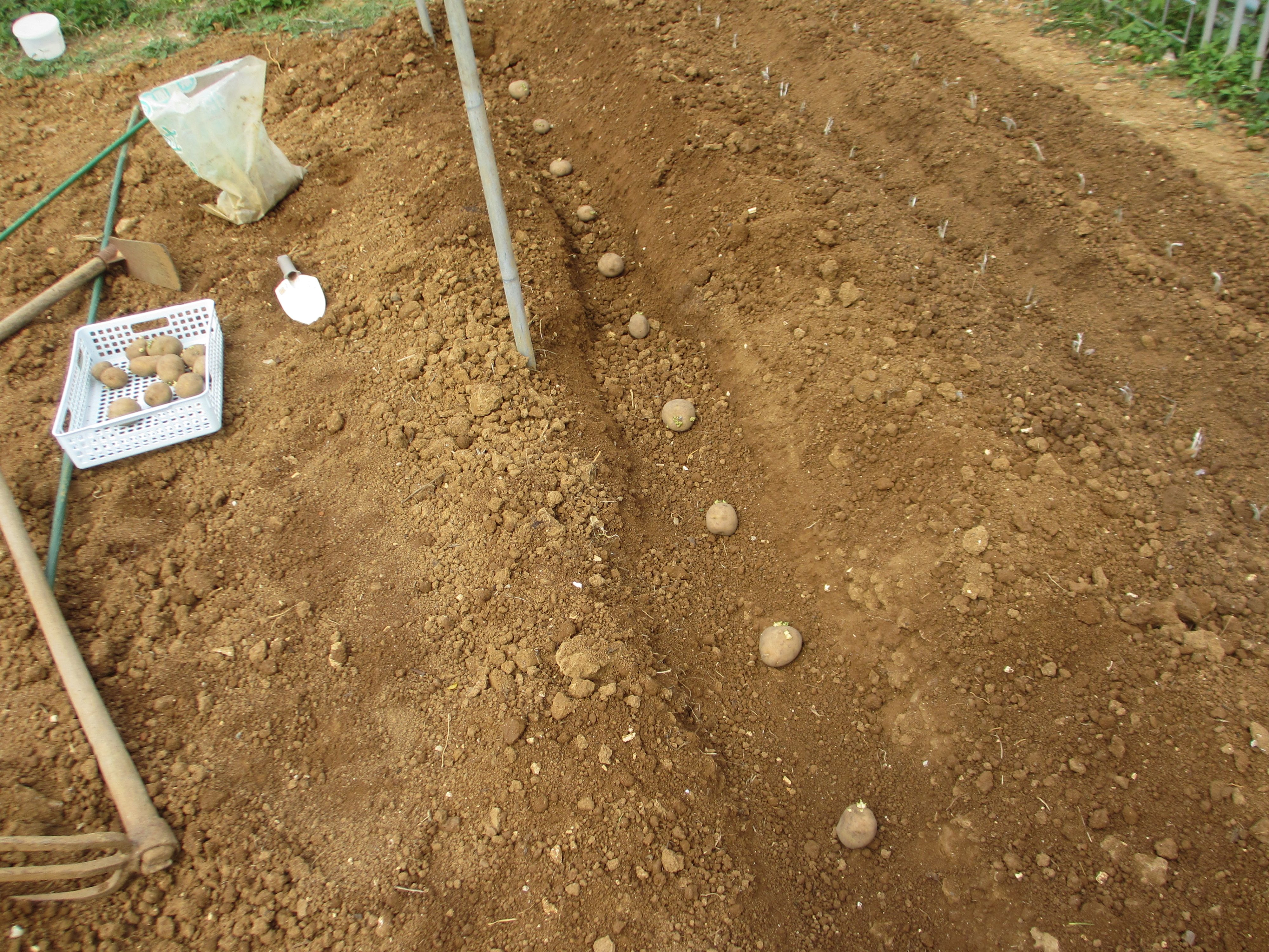 ジャガイモ 畑作業 ハルワジャ のブログ 楽天ブログ