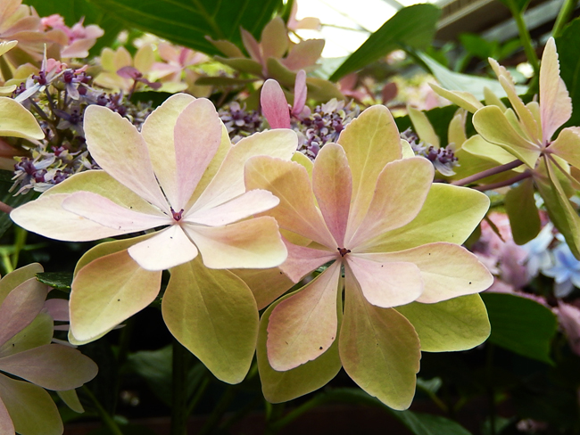 紫陽花６