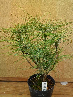 錦糸南天