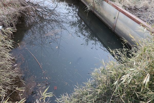 タナゴ釣り少々 カメラ買っちゃった トラ吉 のんびりタナゴ日記 楽天ブログ