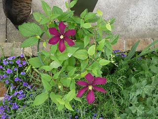 P1020049ss.jpg