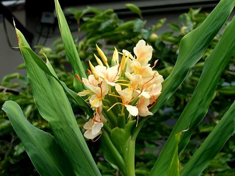 8月8日 今日の一花 その２ ジンジャー Gazengamaのブログ 散歩中に出合った花と趣味の陶芸作品 楽天ブログ