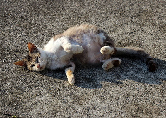 我が家のニャンコ♪2014/04/09-3