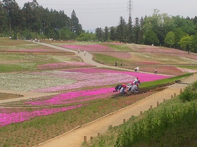 名残りの芝桜。