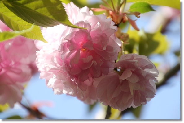 樹木公園-38 紅華 16.4.20