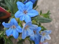 ６月４日の誕生花 ミヤマホタルカズラ 深山蛍蔓 の花言葉 一途な 青く小さな星形の花の 深い思い 弥生おばさんのガーデニングノート 花 と緑の365日 楽天ブログ