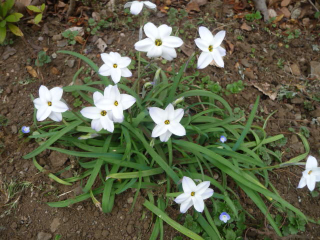 85 花にら
