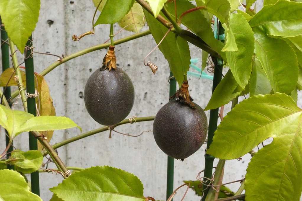 515
