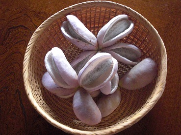 20130925あけび.jpg
