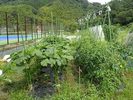 ピーマンネット誘引 葉山農園 7月中旬 暇人主婦の家庭菜園 楽天ブログ