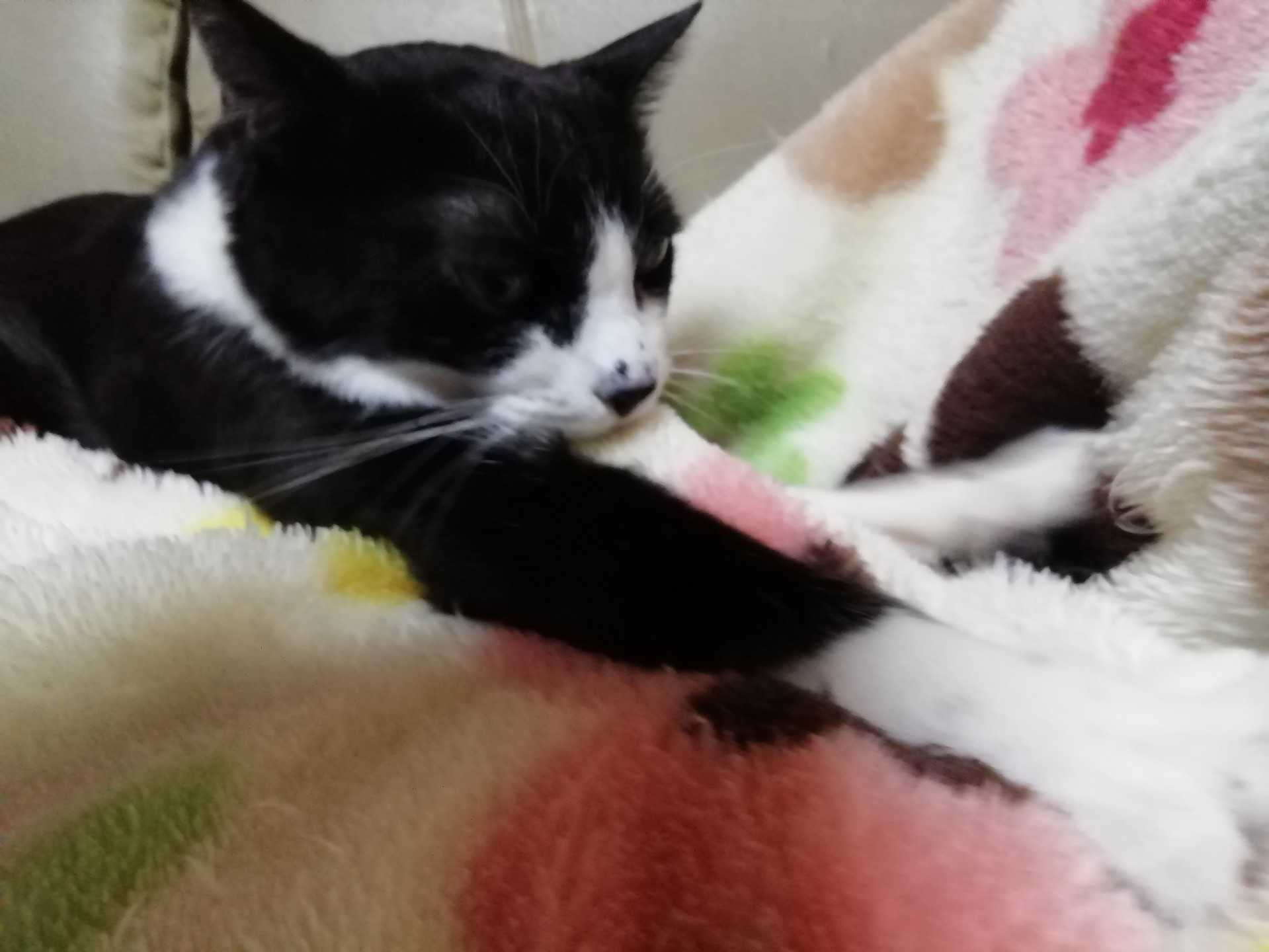 記事一覧 ぷ日記 楽天ブログ