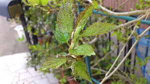 rblog-20130402064542-00.png