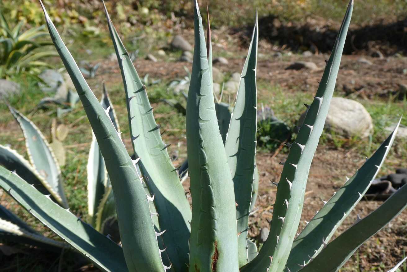 アガベ・パープソラム(Agave purpusorum)～ハウス育ちの鉢植え苗