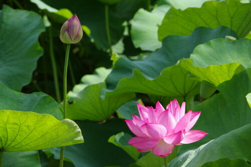 上野不忍池の蓮の花