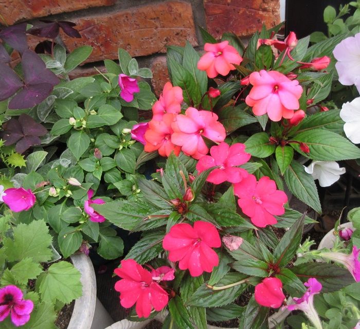 雨が降る前にペチュニアとストックの採種 美しい花壇の入れ替え 狭い庭を花いっぱいにする育て方 楽天ブログ