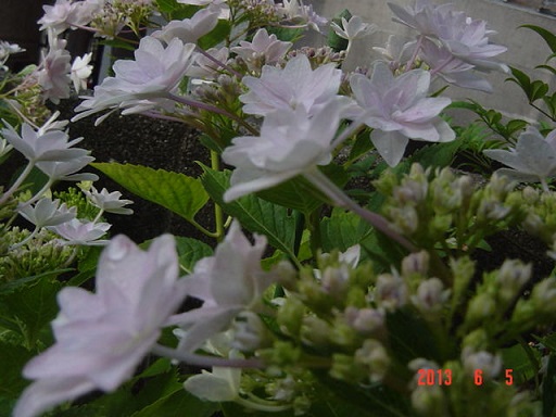 DSC01130.JPG