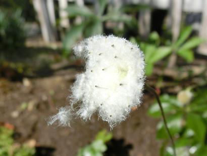 シュウメイギクの綿毛
