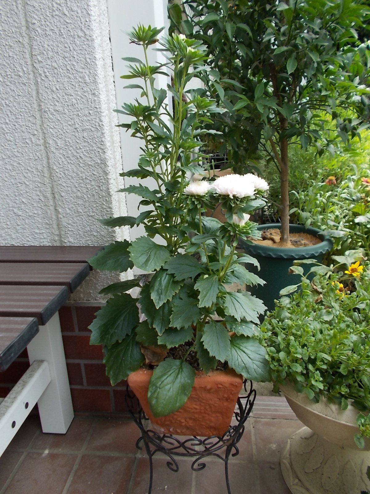 種から育てたアスターは何色だったでしょう バラを咲かせることが好き 楽天ブログ