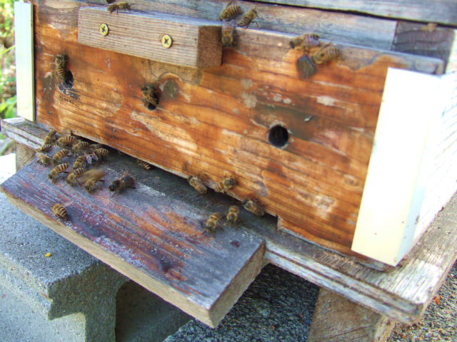 2013_0419いよいよ分蜂か0002-s.jpg