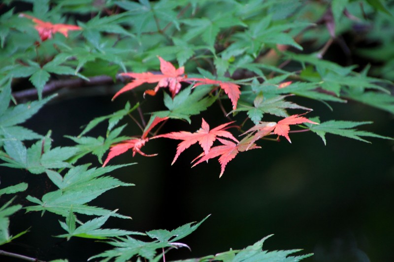 光明寺_006.jpg
