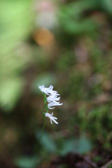 IMG_4299.JPG