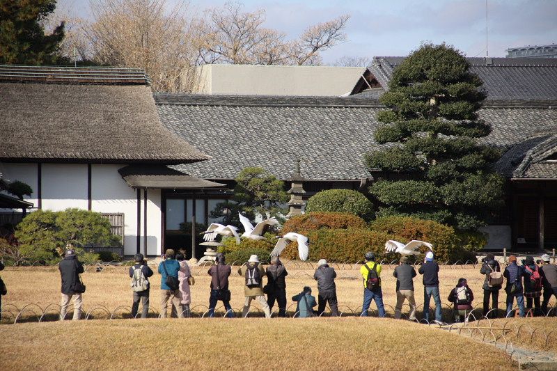 岡山北区 岡山後楽園タンチョウの園内散策 Ⅱ | てっちゃんのフォトだよりでーブログ - 楽天ブログ
