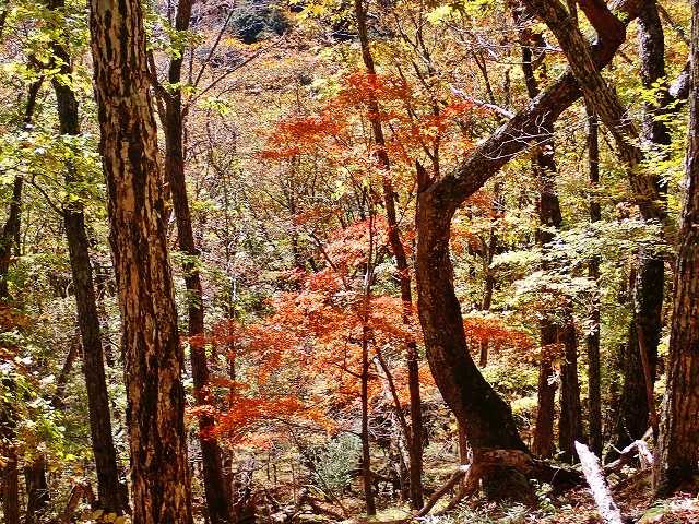 晩秋の山歩き | 続、山歩き、渓歩き - 楽天ブログ