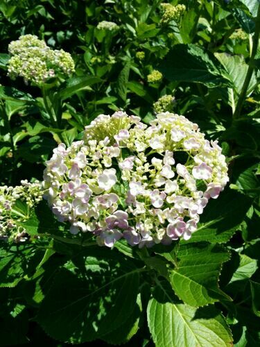 rblog-20170706145235-01.jpg