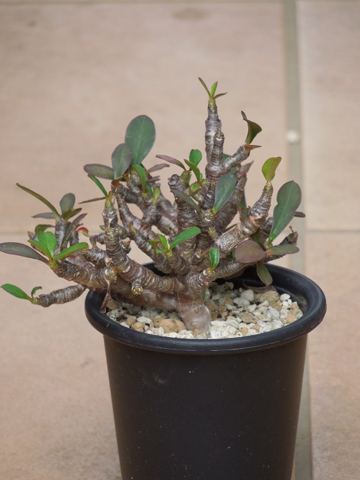 ブルビスピナ7-18